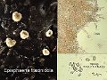 Episphaeria fraxinicola-amf132